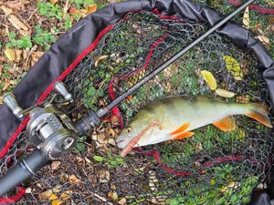 European Perch