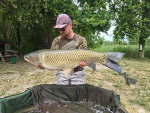 Grass Carp