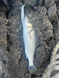 European Bass (Seabass)