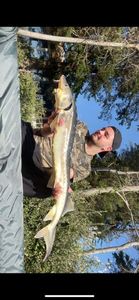Sturgeon