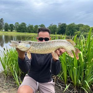 Northern Pike