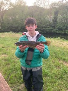 Brown Trout