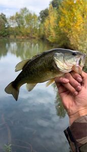 Largemouth Bass
