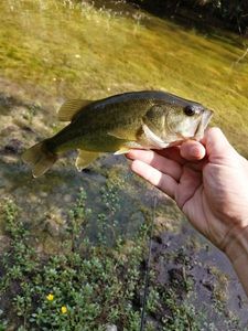 Largemouth Bass