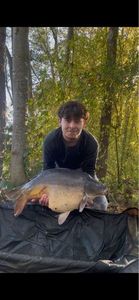 Mirror Carp