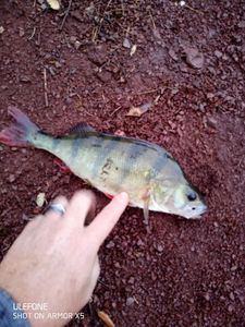 European Perch