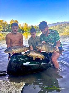 Common Carp