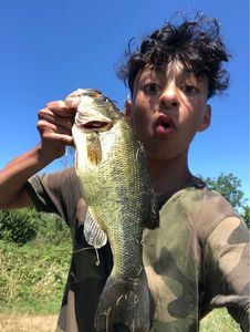 Largemouth Bass