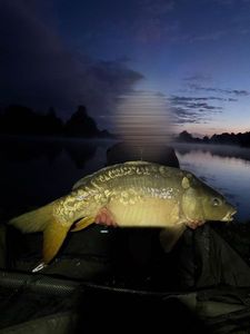 Leather Carp