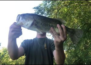 Largemouth Bass