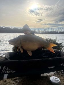 Mirror Carp