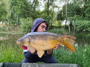 Mirror Carp