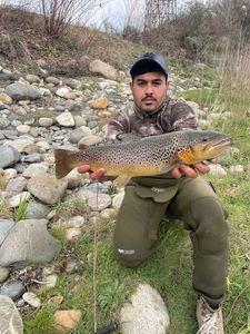 Brown Trout