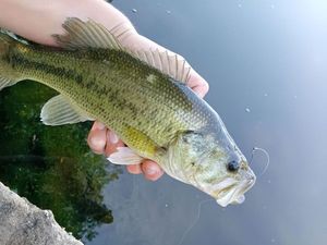 Largemouth Bass