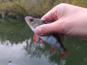 European Perch