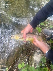 Brown Trout