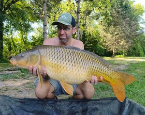 Common Carp