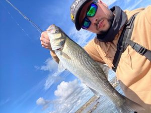 European Bass (Seabass)