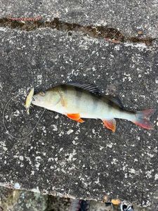 European Perch