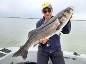 European Bass (Seabass)