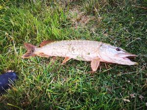 Northern Pike