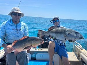 African Red Snapper