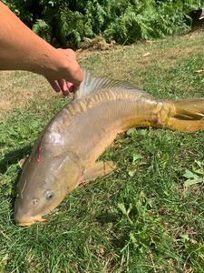 Leather Carp