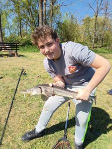 Sturgeon
