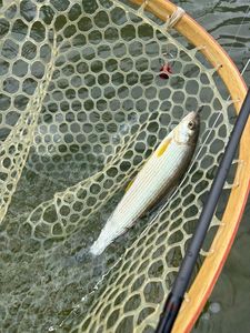 Grayling