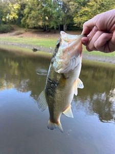 Largemouth Bass