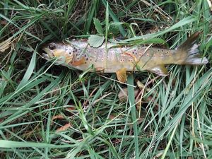 Brown Trout