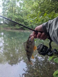 European Perch