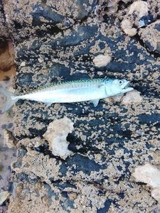 Mackerel