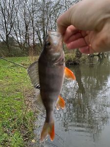 European Perch