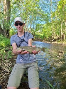 Brown Trout