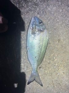 Gilthead Seabream