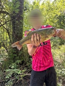 Largemouth Bass