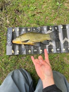 Tench