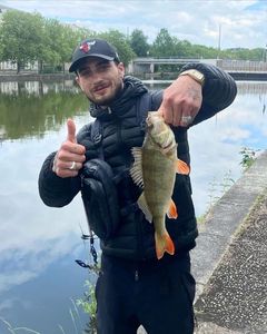 European Perch