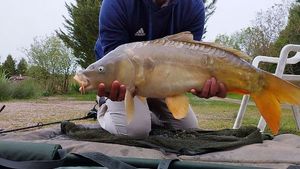 Mirror Carp