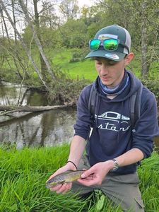 Brown Trout
