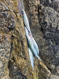 Mackerel