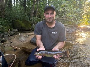 Brown Trout