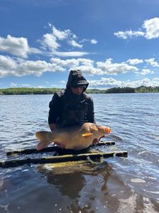 Mirror Carp