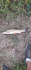 Barbel