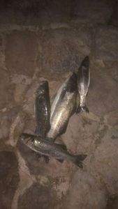 European Bass (Seabass)
