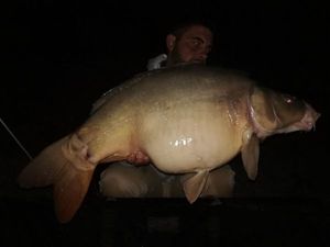 Mirror Carp