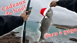 European Bass (Seabass)