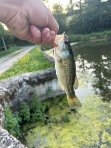 Largemouth Bass