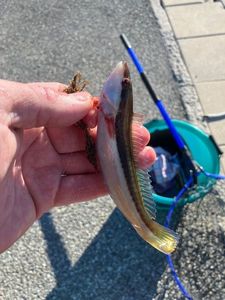 Mediterranean Rainbow Wrasse